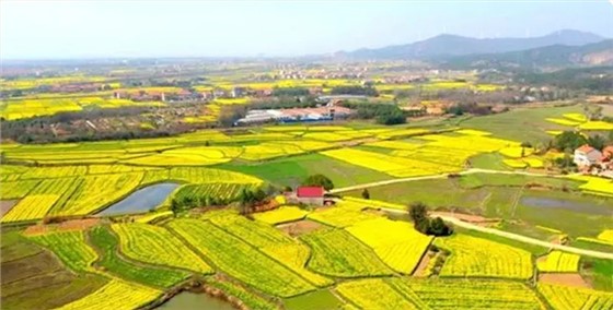 武穴油菜花节盛大开幕，杭州尚小七礼业文创产品添彩